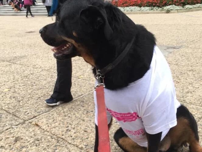Dog in a charity walk T-shirt at a community fundraising walk