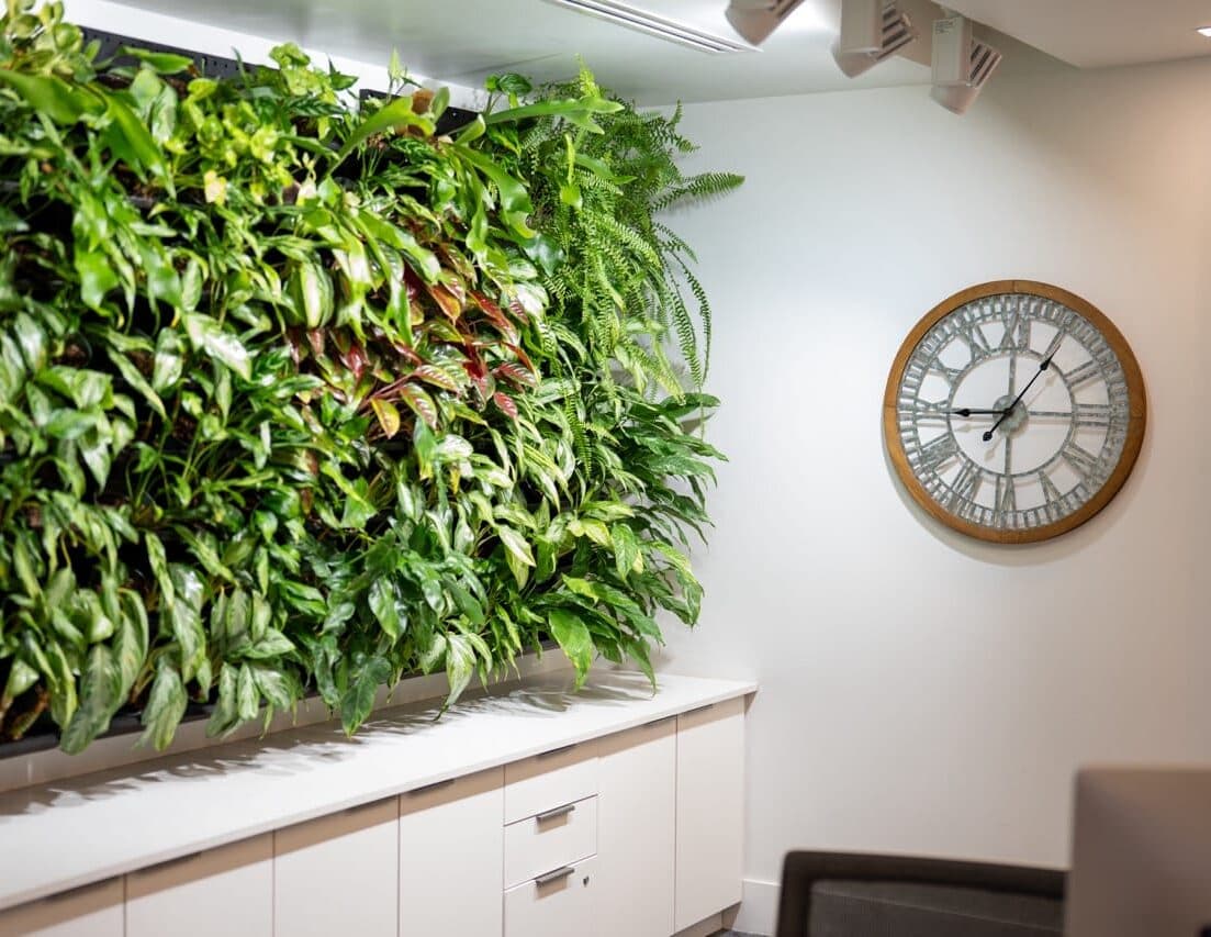 Green plant wall and wall clock above a white counter